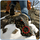3M™ Thinsulate™ Insulation Insoles 