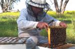 Capilano Honey beekeepers